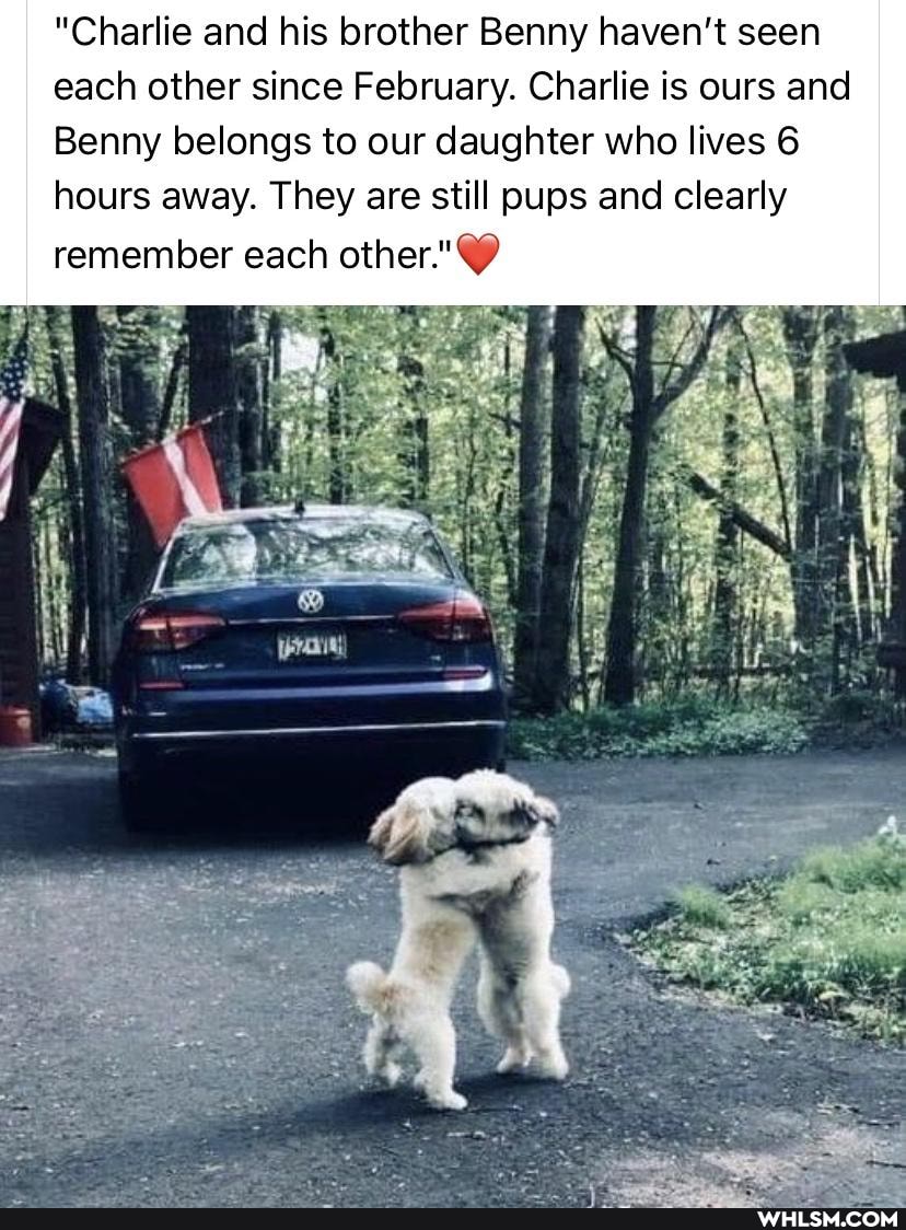 "Charlie and his brother Benny haven't seen each other since February. Charlie is ours and
Benny belongs to our daughter who lives 6 hours away. They are still pups and clearly remember each other.'
Be