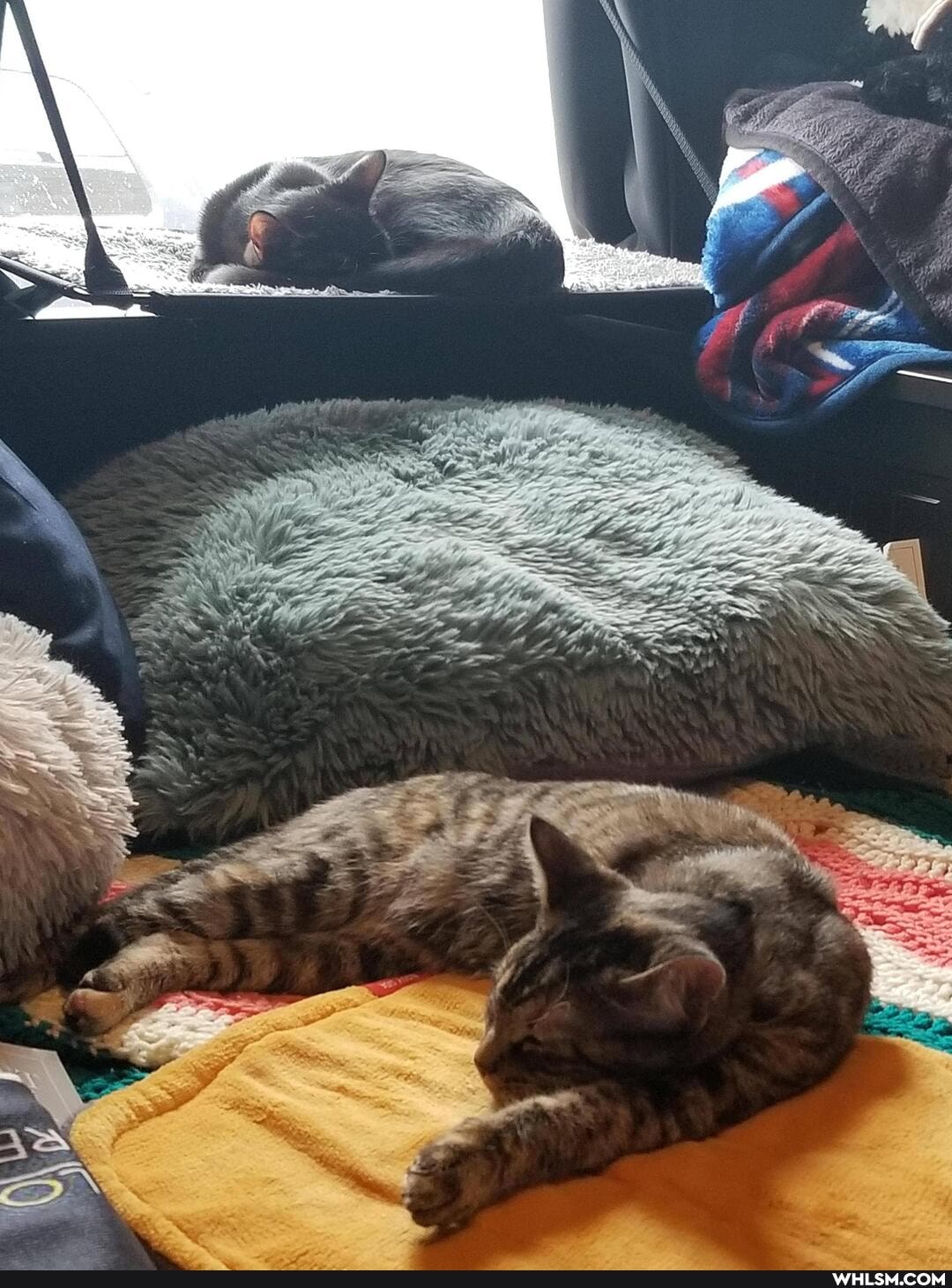 cat, aww, kitten
