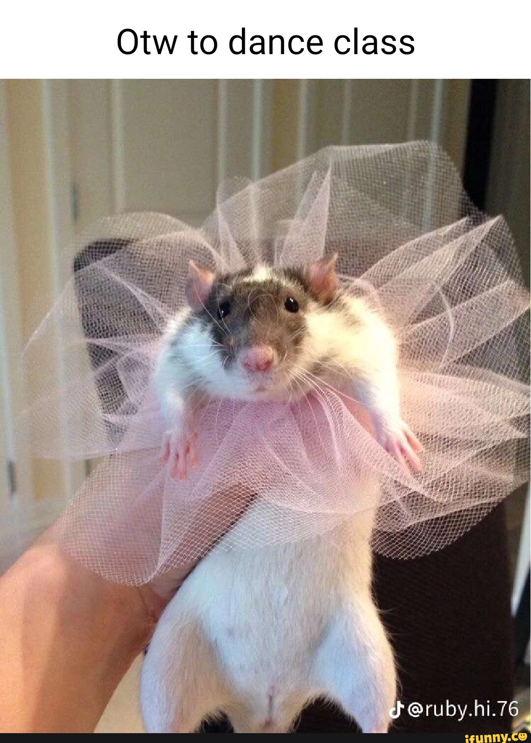 Смешная крыса в платье