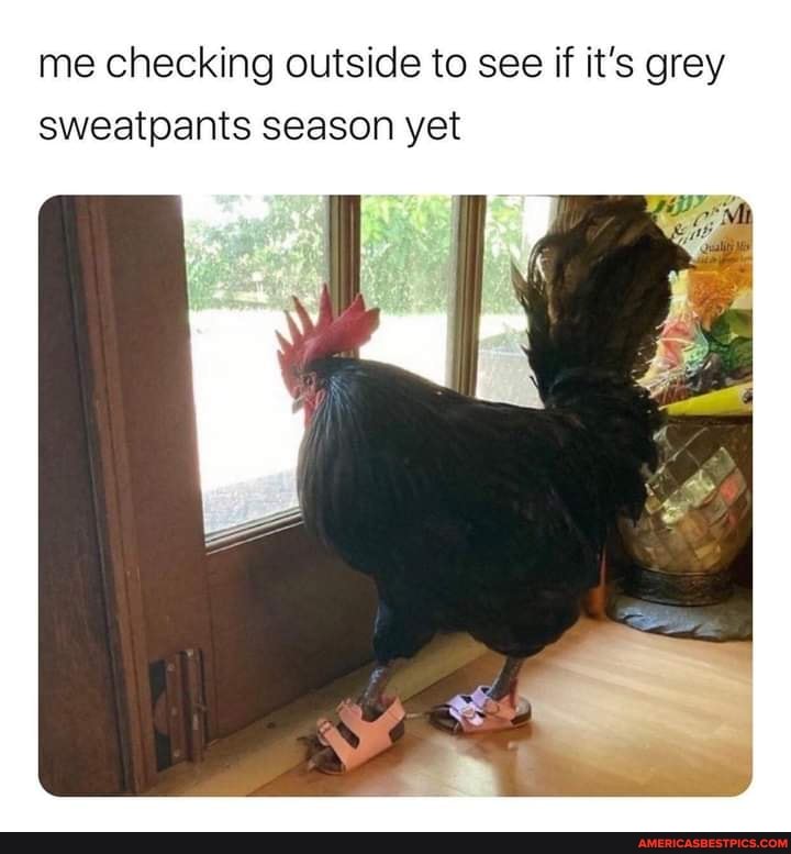 me checking outside to see if it's grey sweatpants season yet