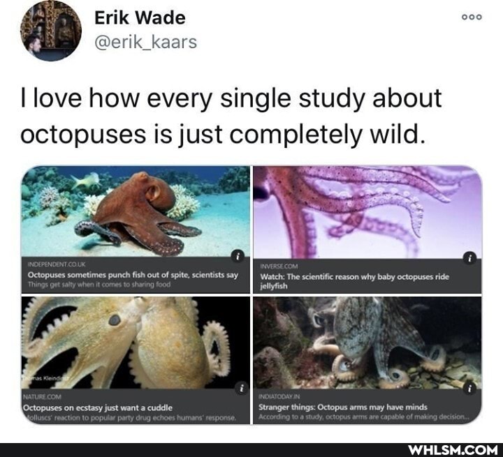 Erik Wade
love how every single study about octopuses is just completely wild.
Octopuses on ecstasy just want cuddle
