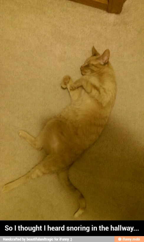 So I thought I heard snoring in the hallway... - So I thought I heard snoring in the hallway...