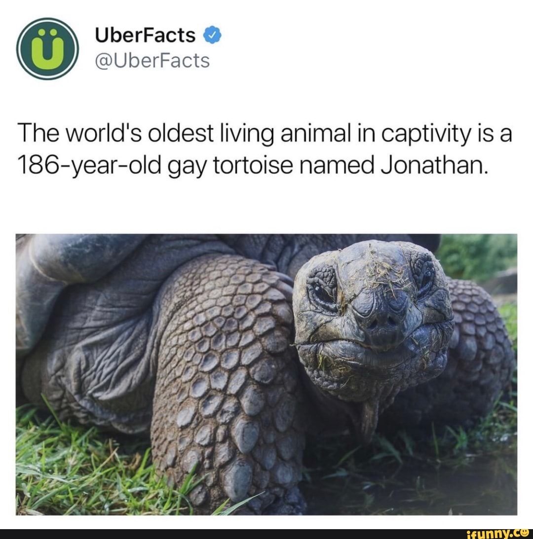 The world's oldest living animal in captivity is a 186-year-old gay  tortoise named Jonathan. 