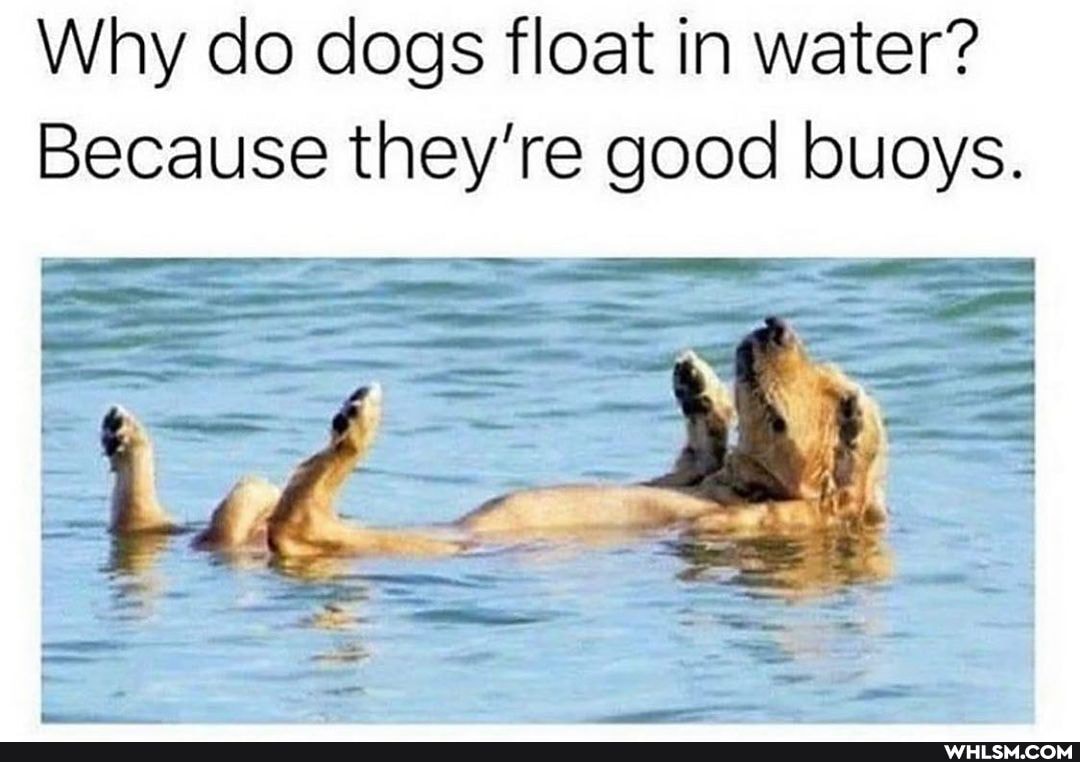 Why do dogs float in water?
Because they're good buoys.
