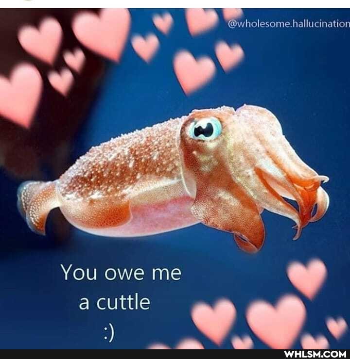 @wholesome.hallucination
You owe me
cuttle
