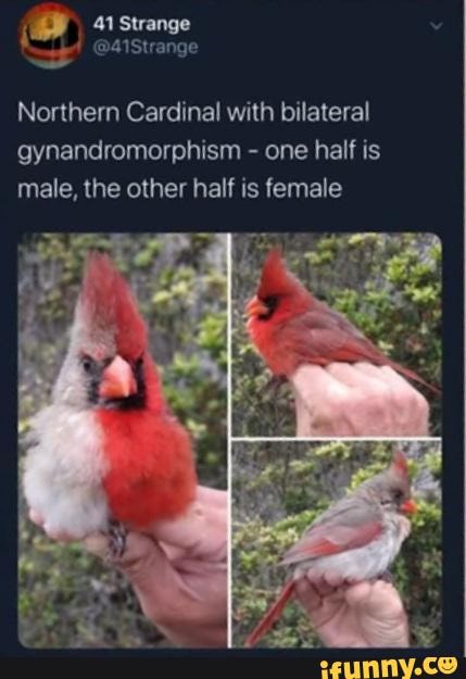 Gynandromorphism memes. Best Collection of funny Gynandromorphism