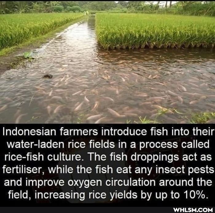 Indonesian farmers introduce fish into their
water-laden rice fields in a process called fish culture. The fish droppings act as fertiliser, while the fish eat any insect I pests
and improve oxygen circulation around the field, increasing rice yields by up to 10%.