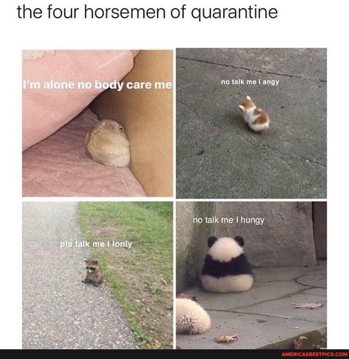 the four horsemen of quarantine
alane on body Care ow
no talk me angy
no talk me I hungy
