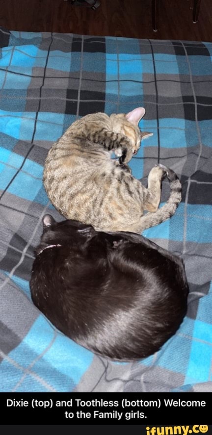 Dixie (top) and Toothless (bottom) Welcome to the Family girls. - Dixie (top) and Toothless (bottom) Welcome to the Family girls.