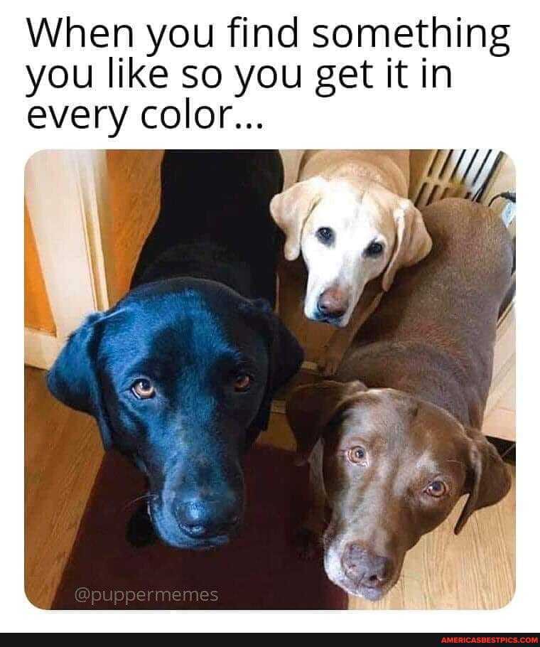 When you find something you like so you get it in every color...
@puppe memes