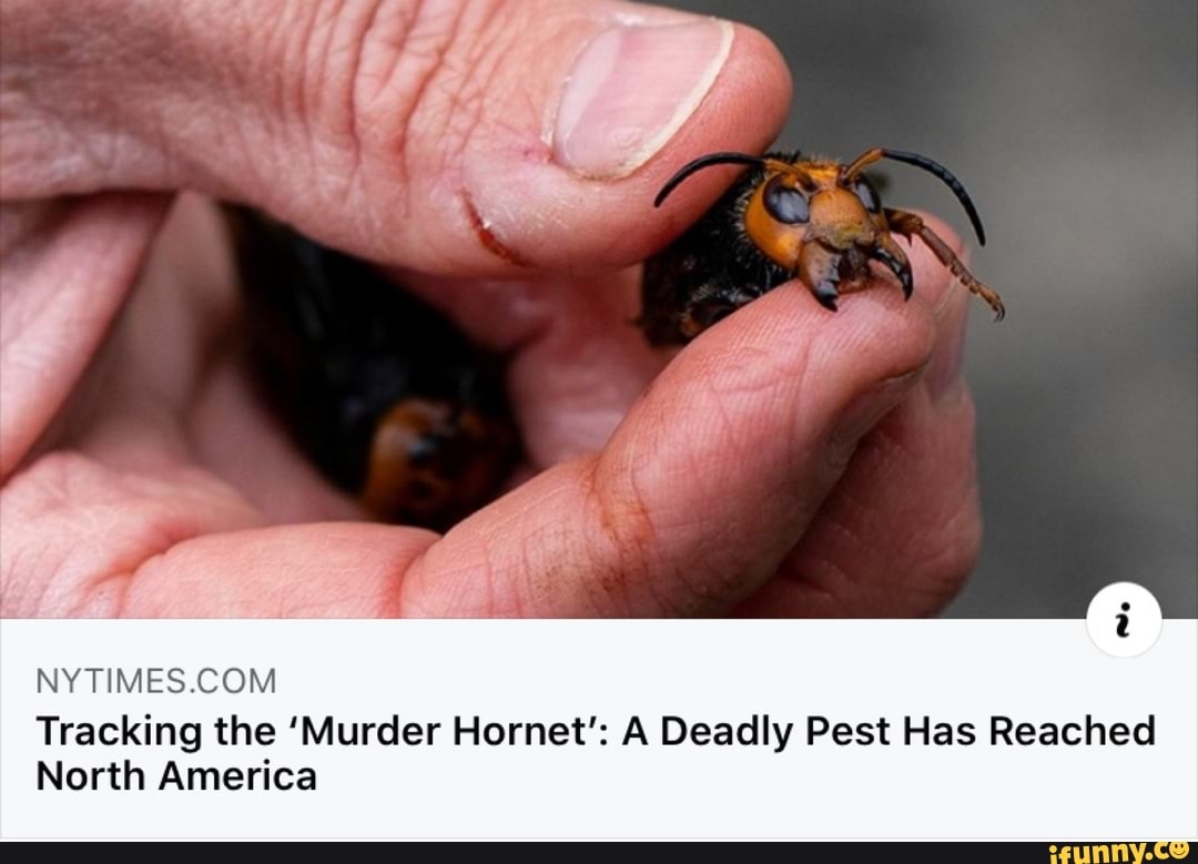 NYTIMES.COM
Tracking the 'Murder Hornet': A Deadly Pest Has Reached
North America