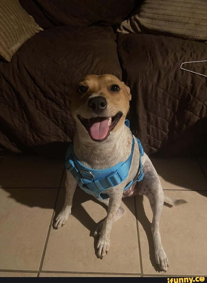 Harness memes. Best Collection of funny Harness pictures on iFunny