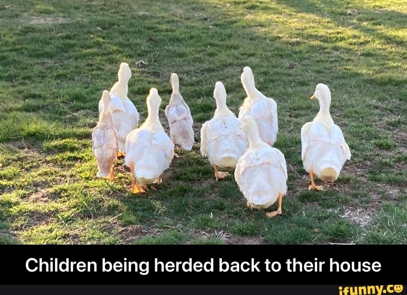 Children being herded back to their house - Children being herded back to their house