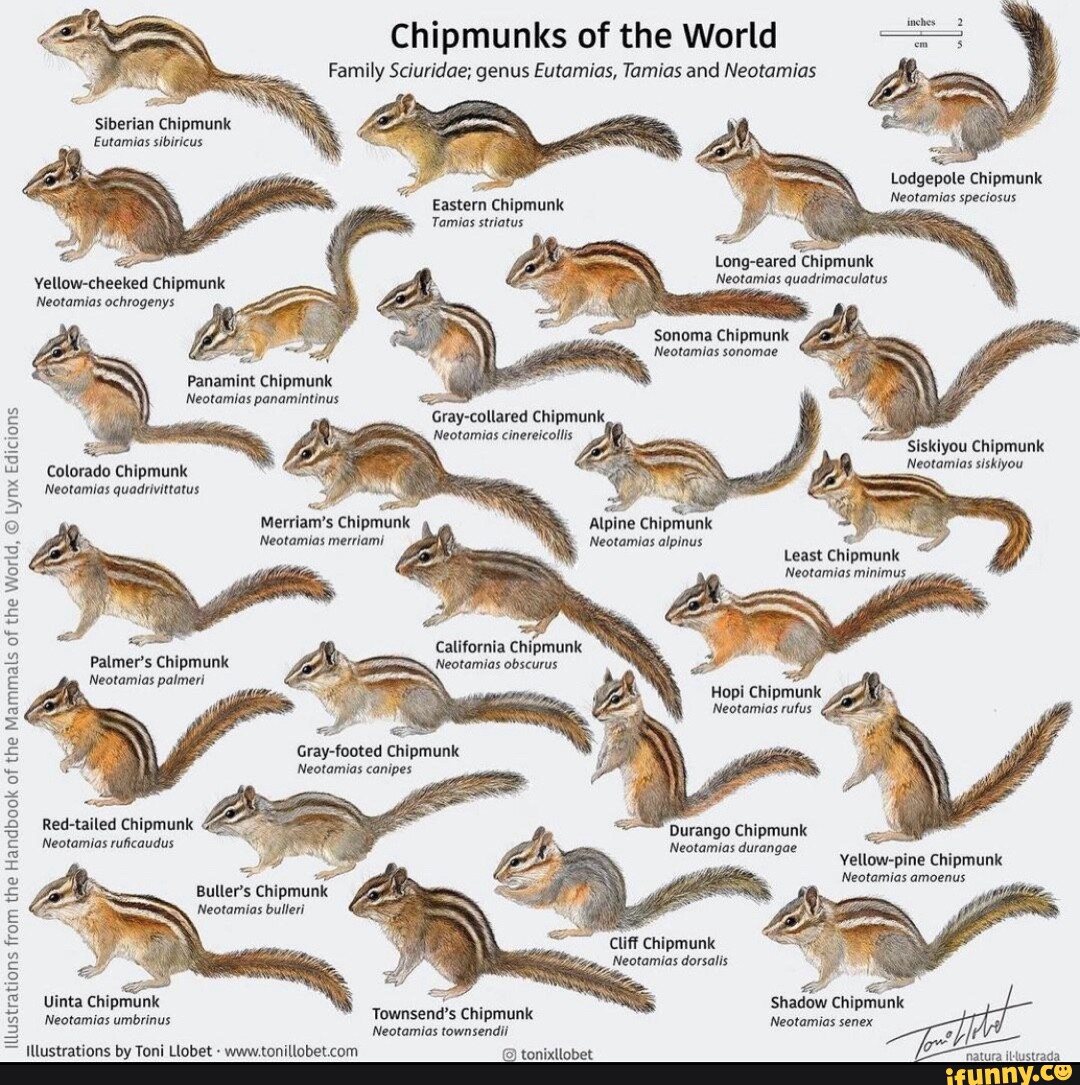 Chipmunks of the World Family Sciuridae; genus Eutamias, Tamias and ...