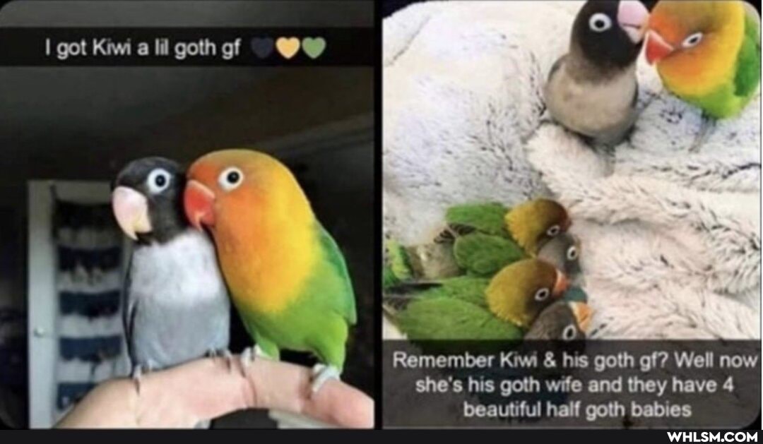 I got Kiwi all gothef @Q@
Remember Kiwi & his goth gf? Well now she's his goth wife and they have 4 beautiful half coth babies