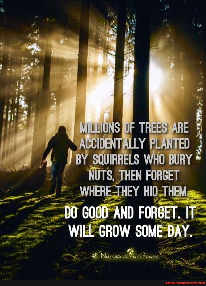 ARE ACCIDENTALLY PLANTED 4 SQUIRRELS WHO BURY * NUTS, THEN WHERE