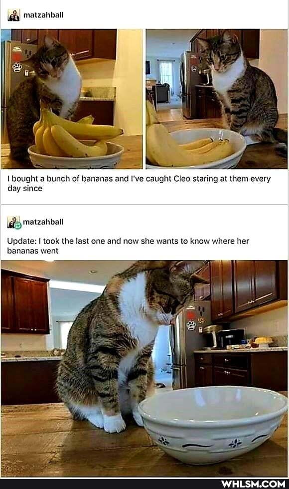 matzahball
bought a bunch of bananas and I've caught Cleo staring at them every day since
Update: took the last one and now she wants to know where her bananas went
