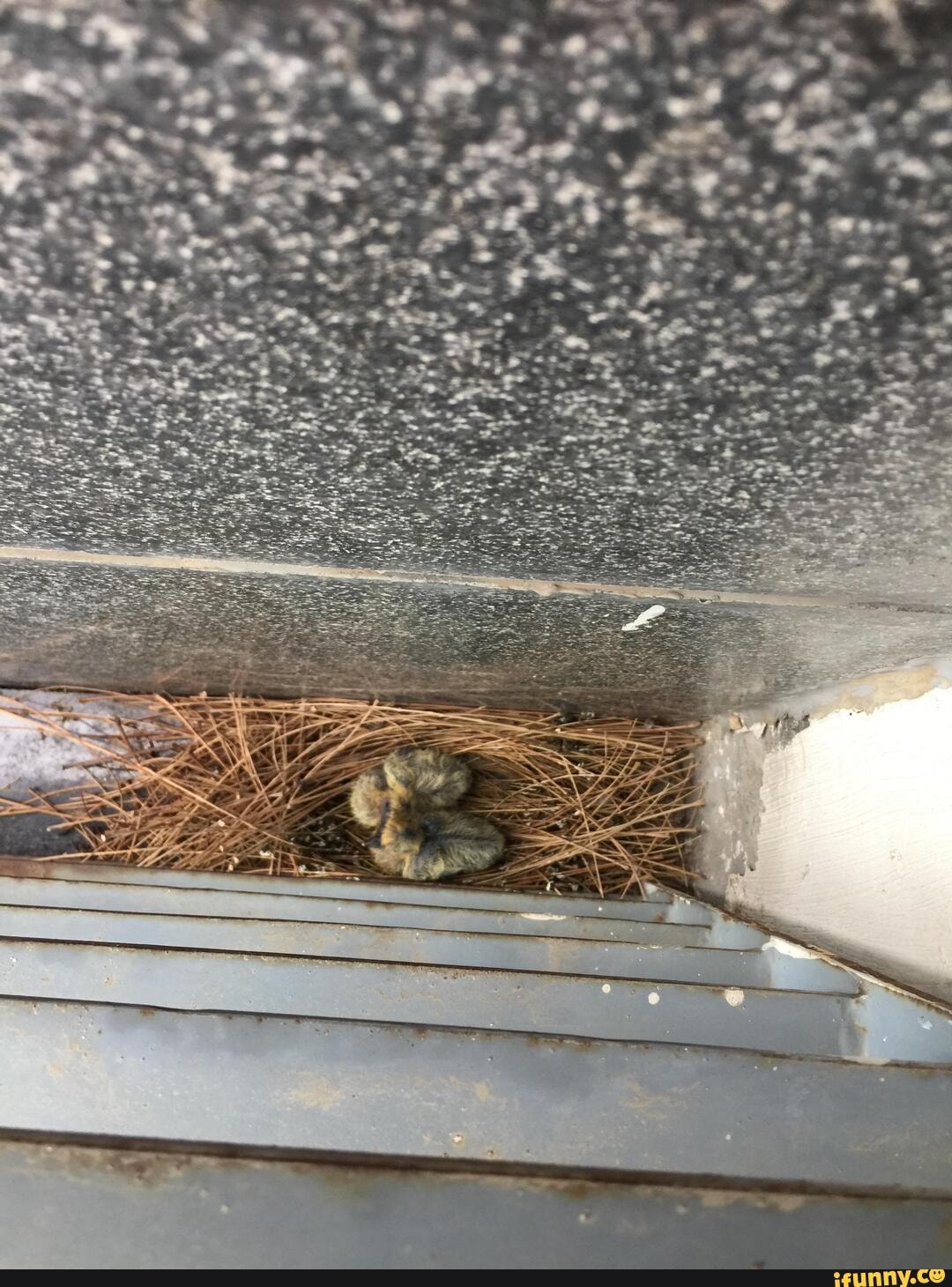 veranda, baby, pigeons