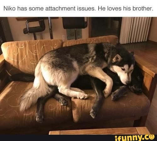 Niko has some attachment issues. He loves his brother.