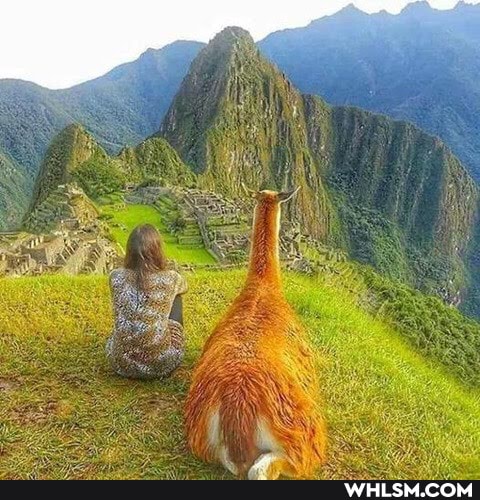 neutral_post, baby_animals, positive_vibes