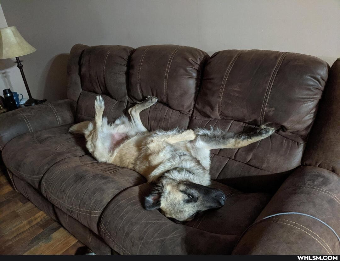 dog, aww, awesome