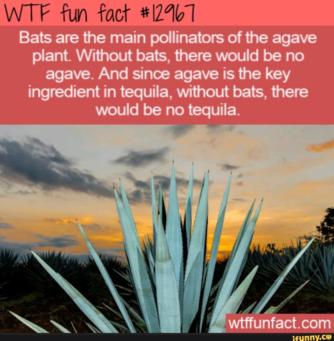 Tun Bats are the main pollinators of the agave plant. Without bats