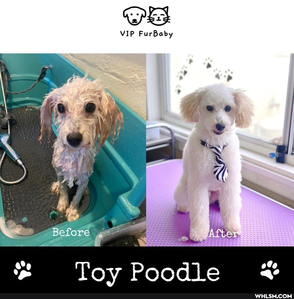 VIP FurBaby
Before After
Toy Poodle *