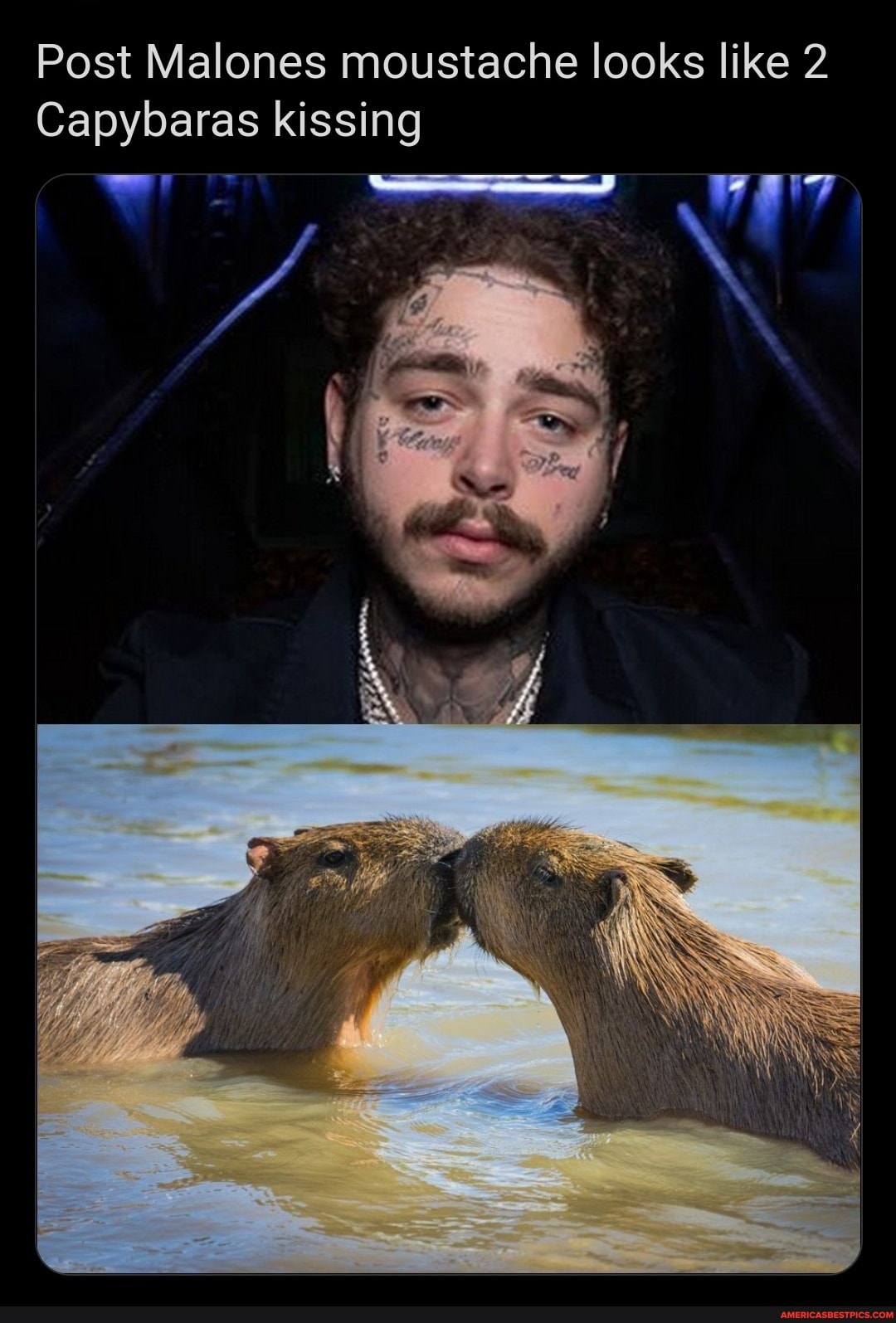 Post Malones moustache looks like 2
Capybaras kissing
we