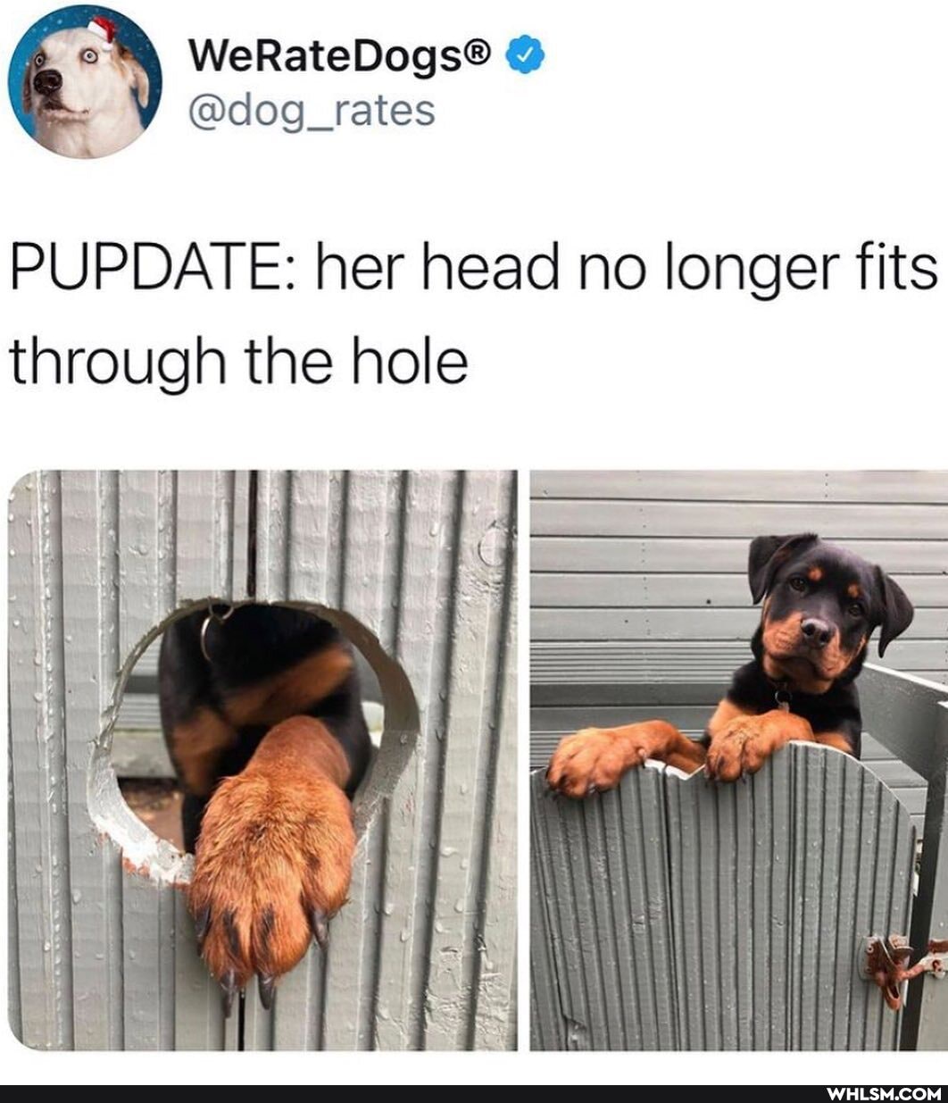 PUPDATE: her head no longer fits through the hole