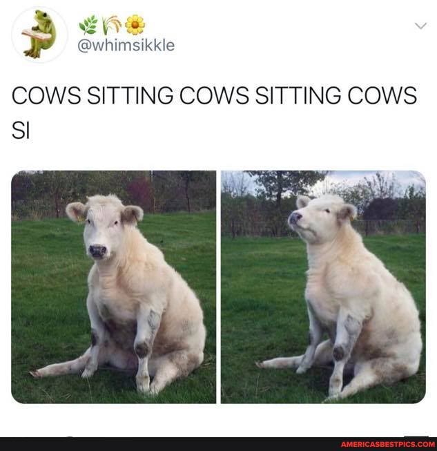 COWS SITTING COWS SITTING COWS