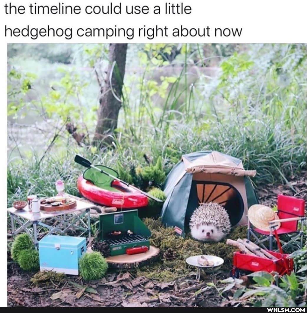 the timeline could use a little hedgehog camping right about now
bf?