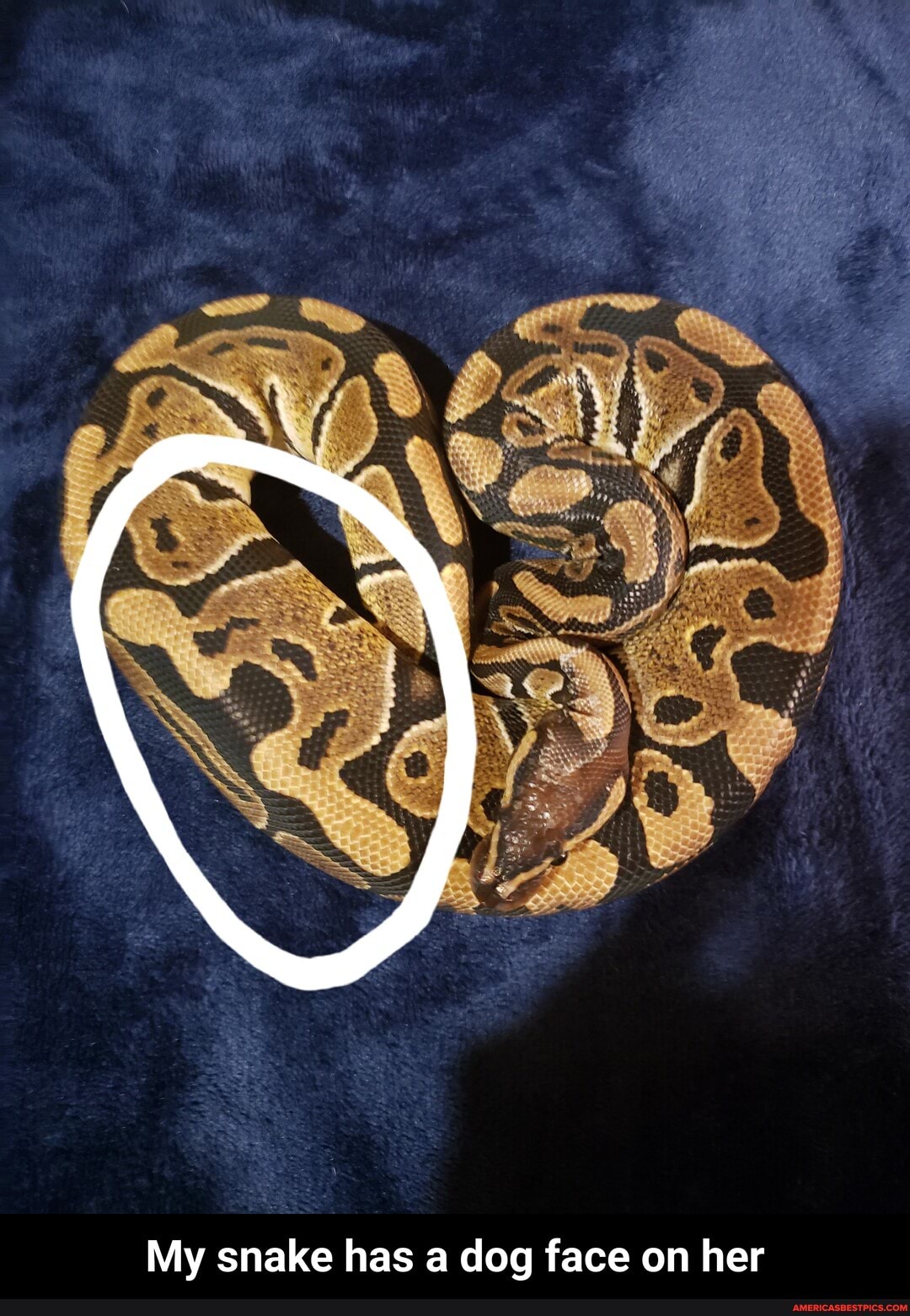 My snake has a dog face on her - My snake has a dog face on her