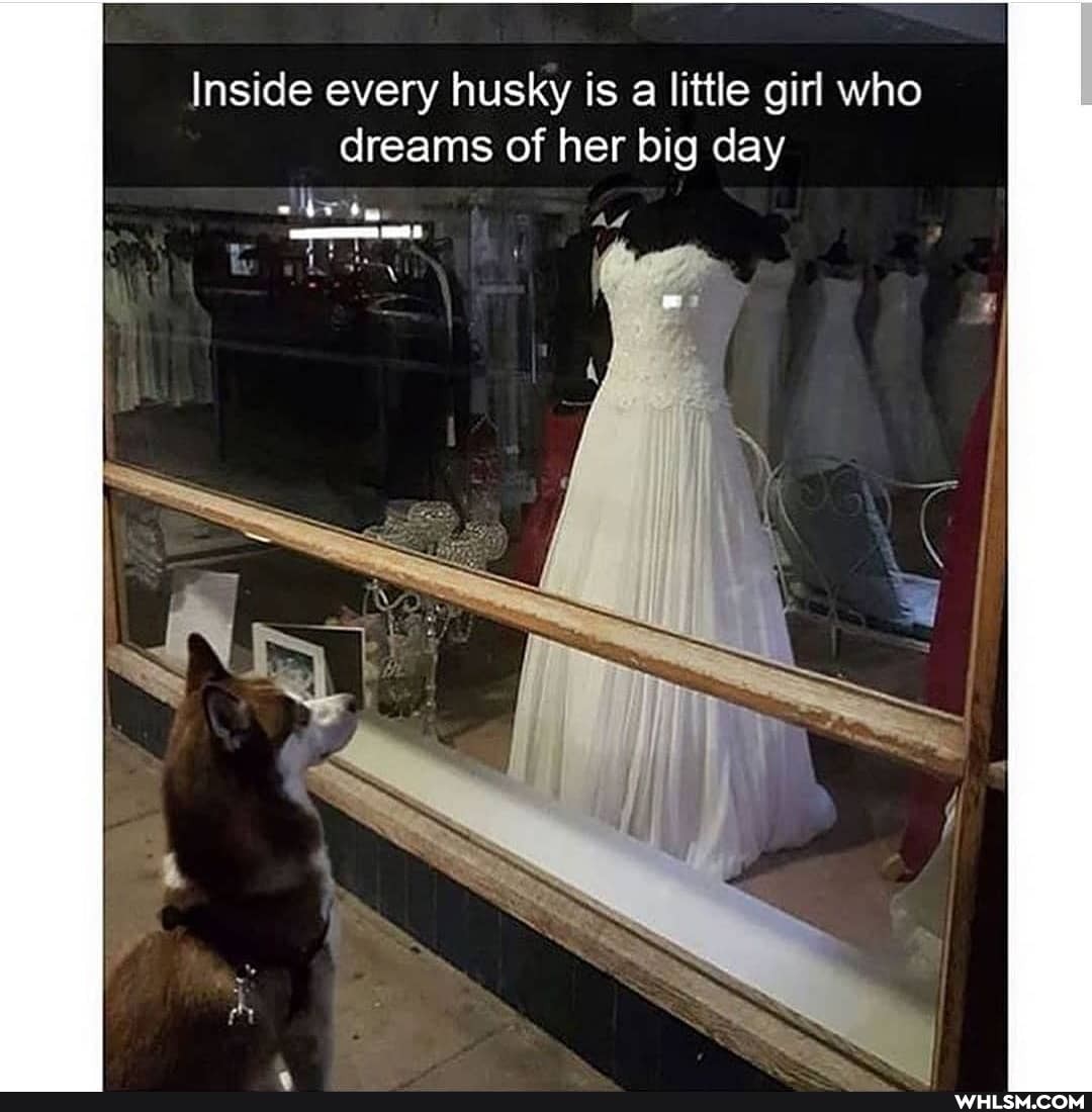 de every husky is a little girl who
Ins
dreams of her big day