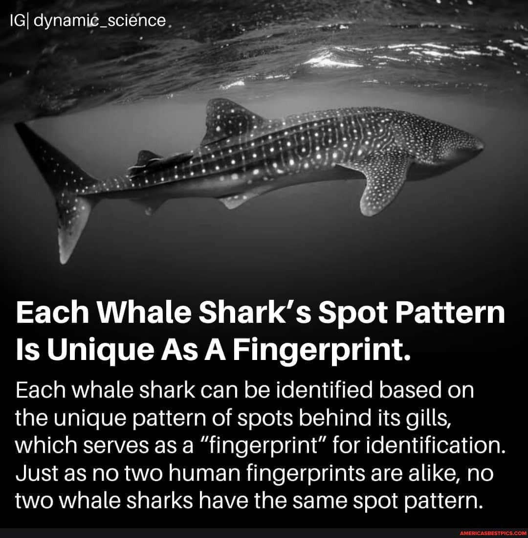IGI dynamic_science. Each Whale Shark's Spot Pattern Is Unique As A