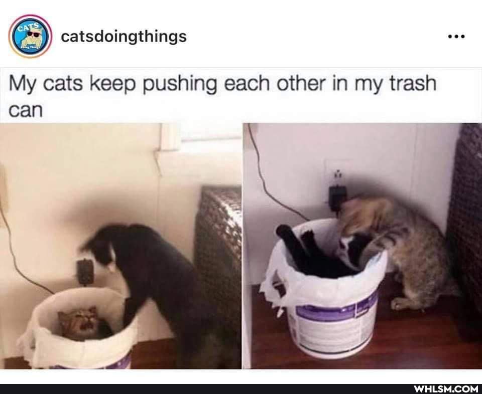 catsdoingthings
My cats keep pushing each other in my trash can