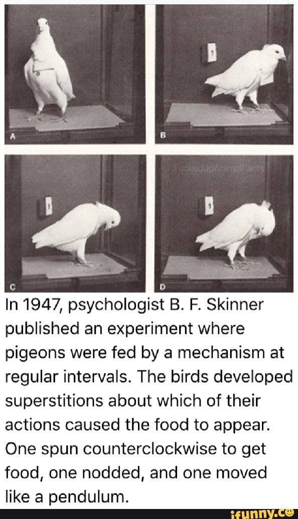 b.f skinner experiment on pigeon