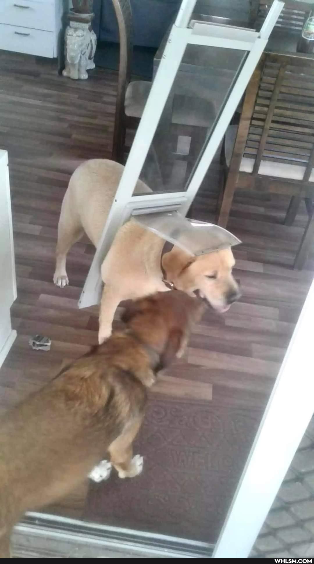 funny, dog