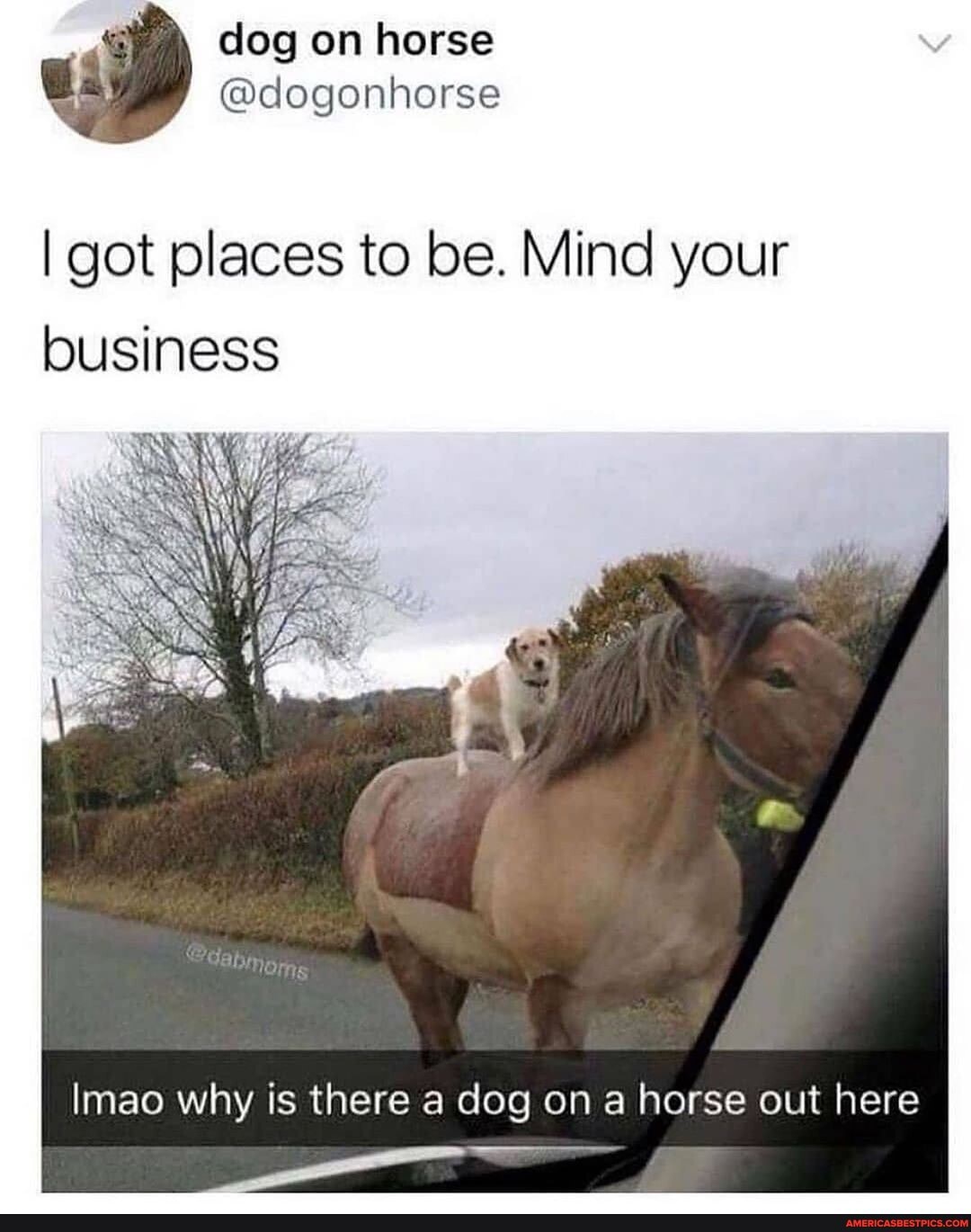 I got places to be. Mind your business
Imao why is there a dog on a horse out here
