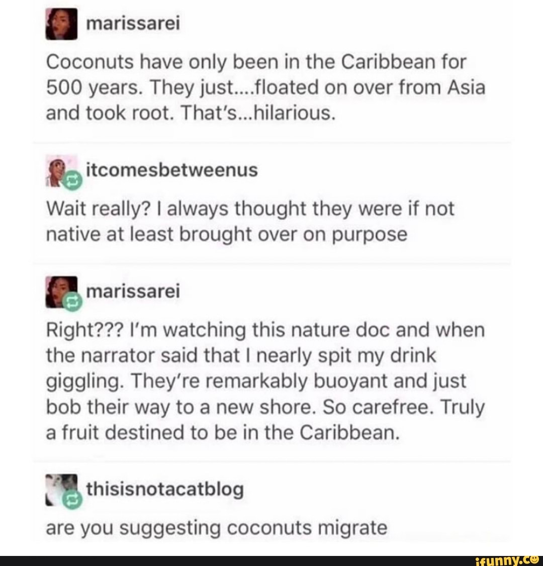 A marissarei Coconuts have only been in the Caribbean for 500 years