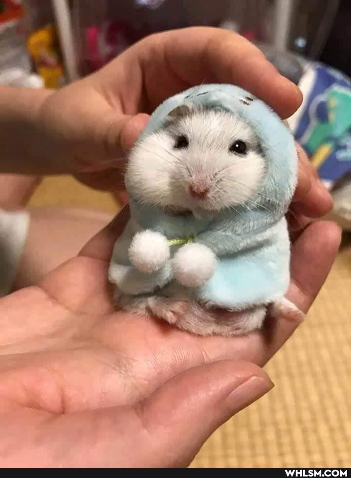 cute_animal, hamster, wholesome