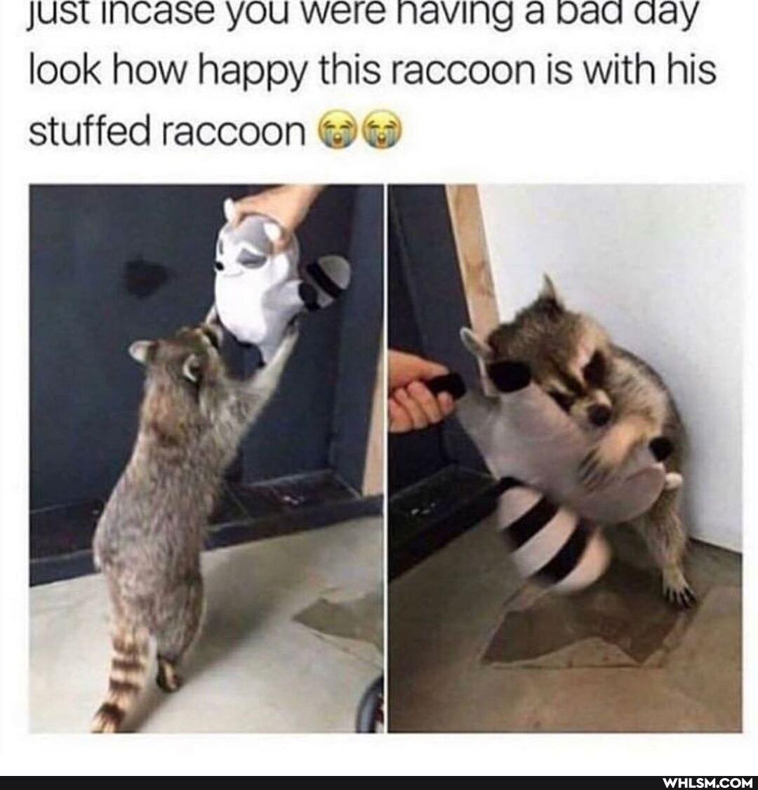 WalG!
look how happy this raccoon is with his stuffed raccoon
