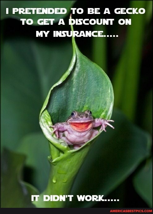 PRETENDED TO BE A GECKO TO GEr A DISCOUNT ON MY INSURANCE.....
IT DIDN'T WORK.....