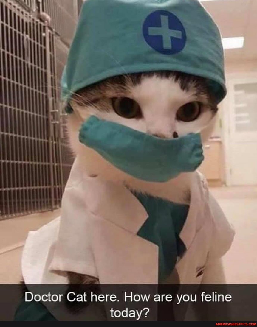 Doctor Cat here. How are you feline
