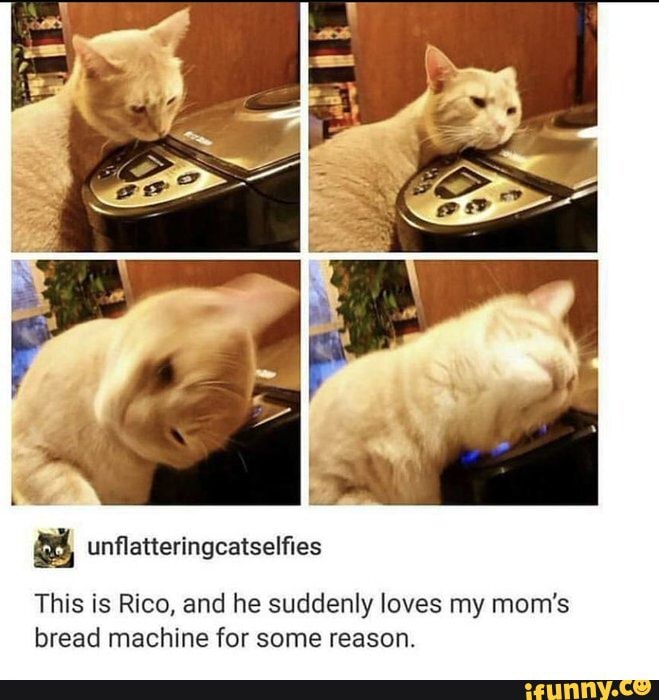 This is Rico, and he suddenly loves my mom's bread machine for some reason.