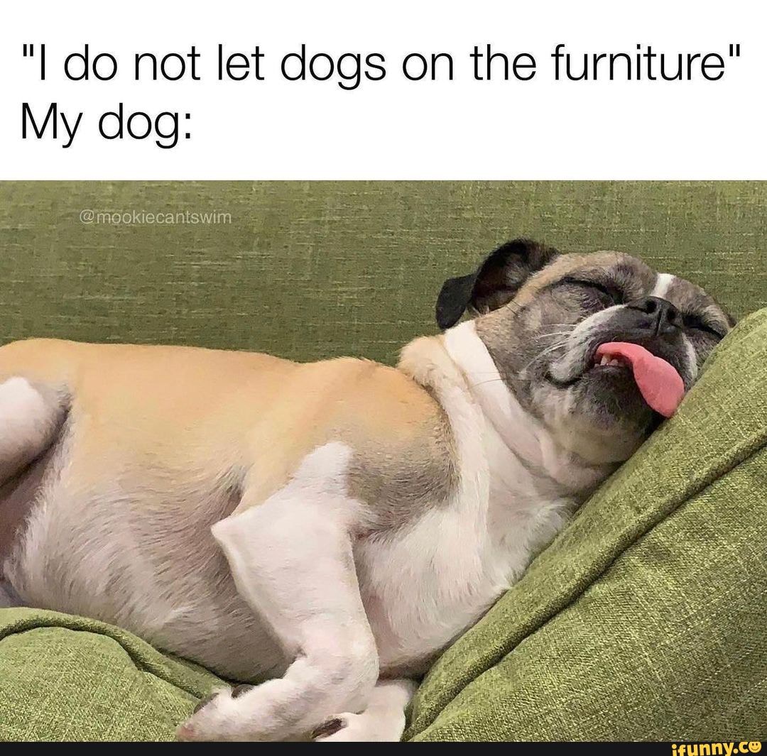 should i let my dog on furniture