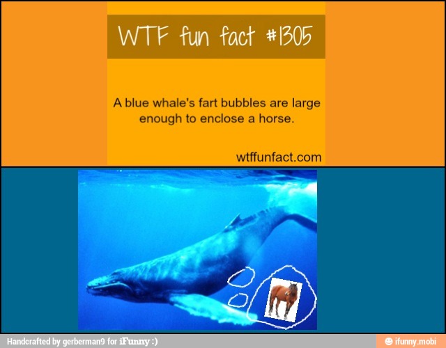 Ablue whale's fart bubbles are large
enough to enclose a horse.
wtffunfact.com