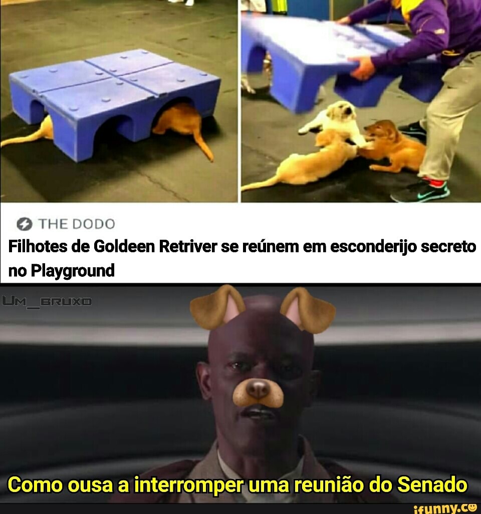 THE DODO
Filhotes de Goldeen Retriver se reúnem em esconderijo secreto no Playground
Como ousa a interromper uma reunião do Senado
