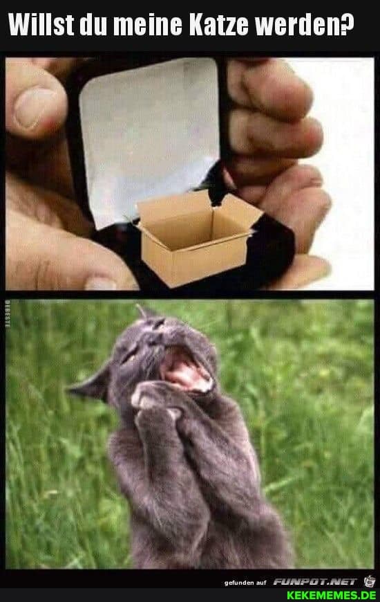 Willst du meine Katze werden?