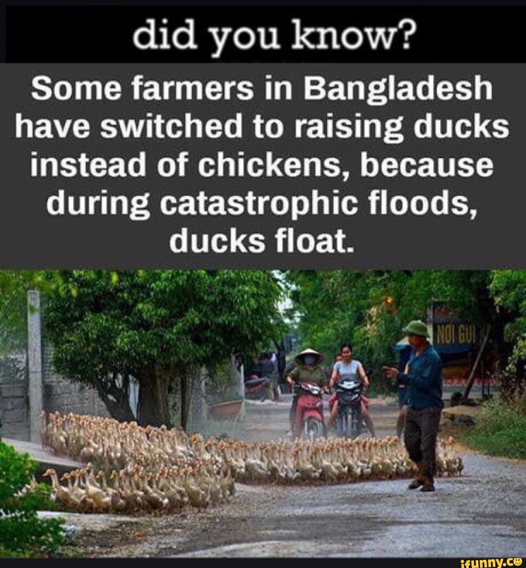 Did you know? Some farmers in Bangladesh have switched to raising ducks
