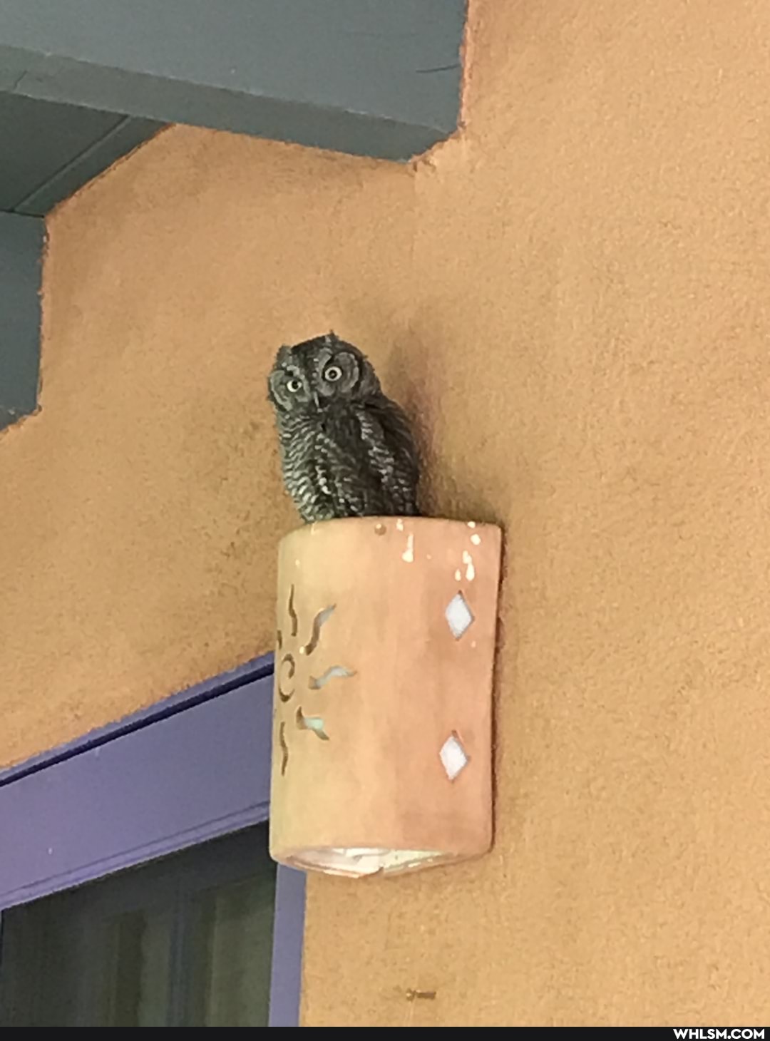 nature, owl, birds, baby_animals